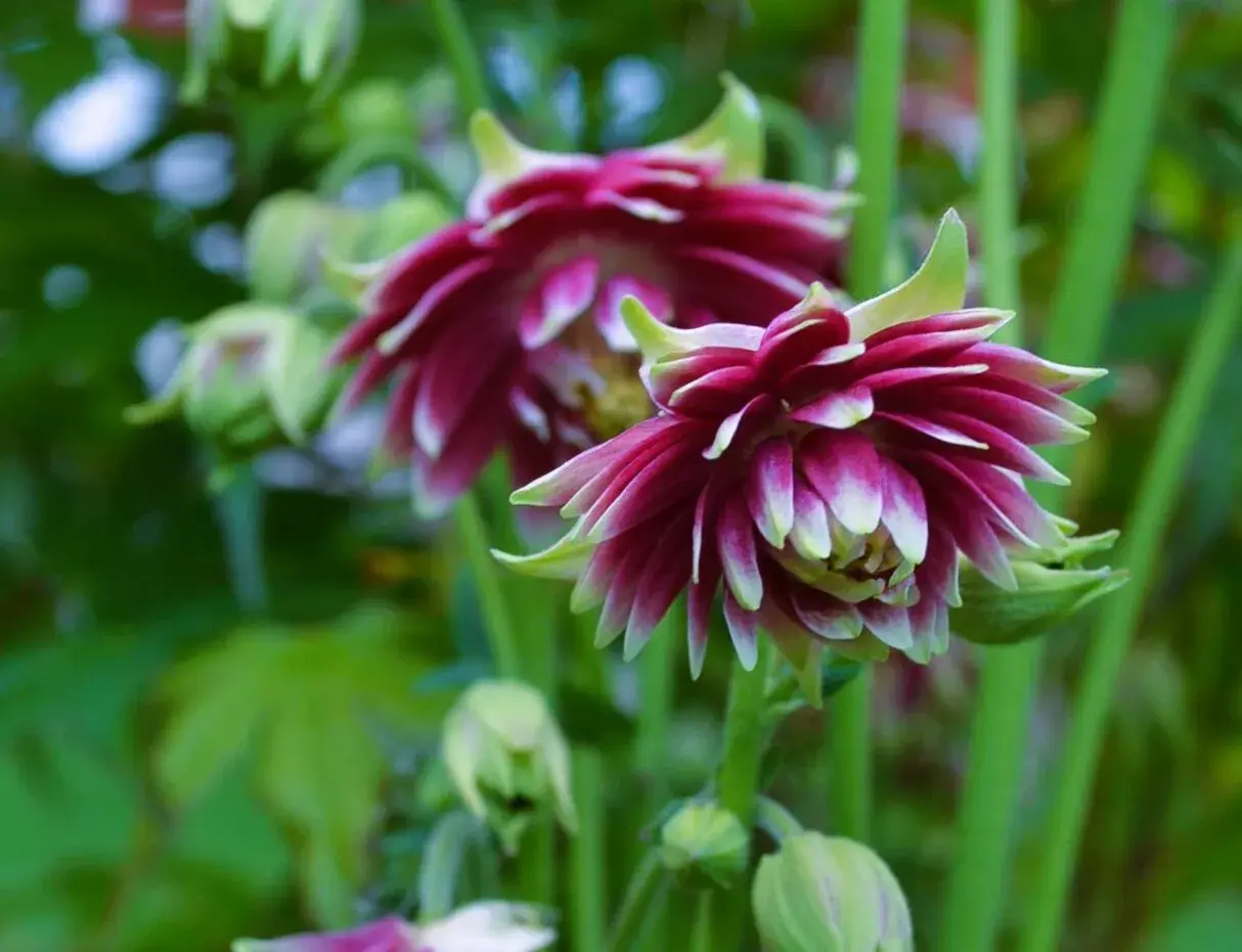 Två vackra akleja blommor i mörklila och vitt, med gröna stjälkar och blad i bakgrunden.