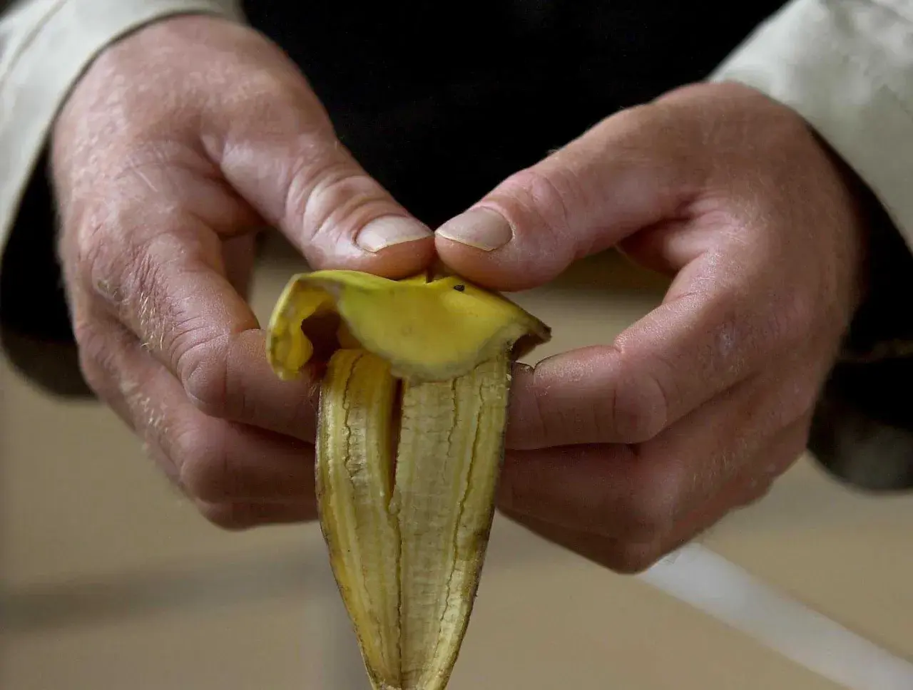 Händer som skalar en banan, redo att ge näring till tomatplantor. Bananskal till tomatplantor är ett smart sätt att återvinna.