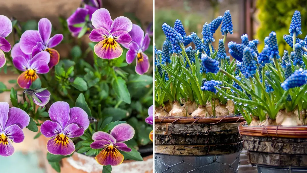 Vårblommor ute: lila penséer med gula detaljer och blåa druvhyacinter med vattendroppar.