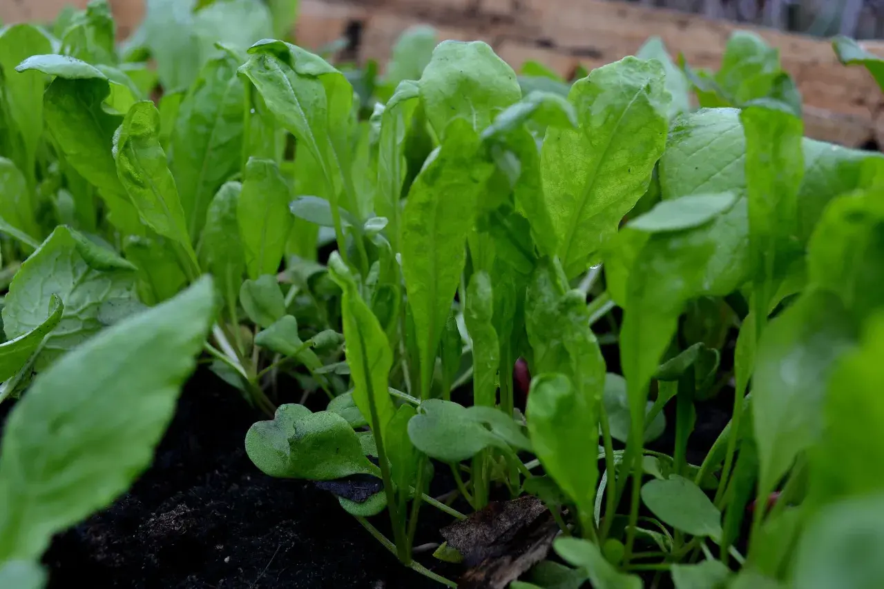 Små, gröna ruccolaplantor som växer tätt i mörk jord. Snart redo att skördas för en god sallad.