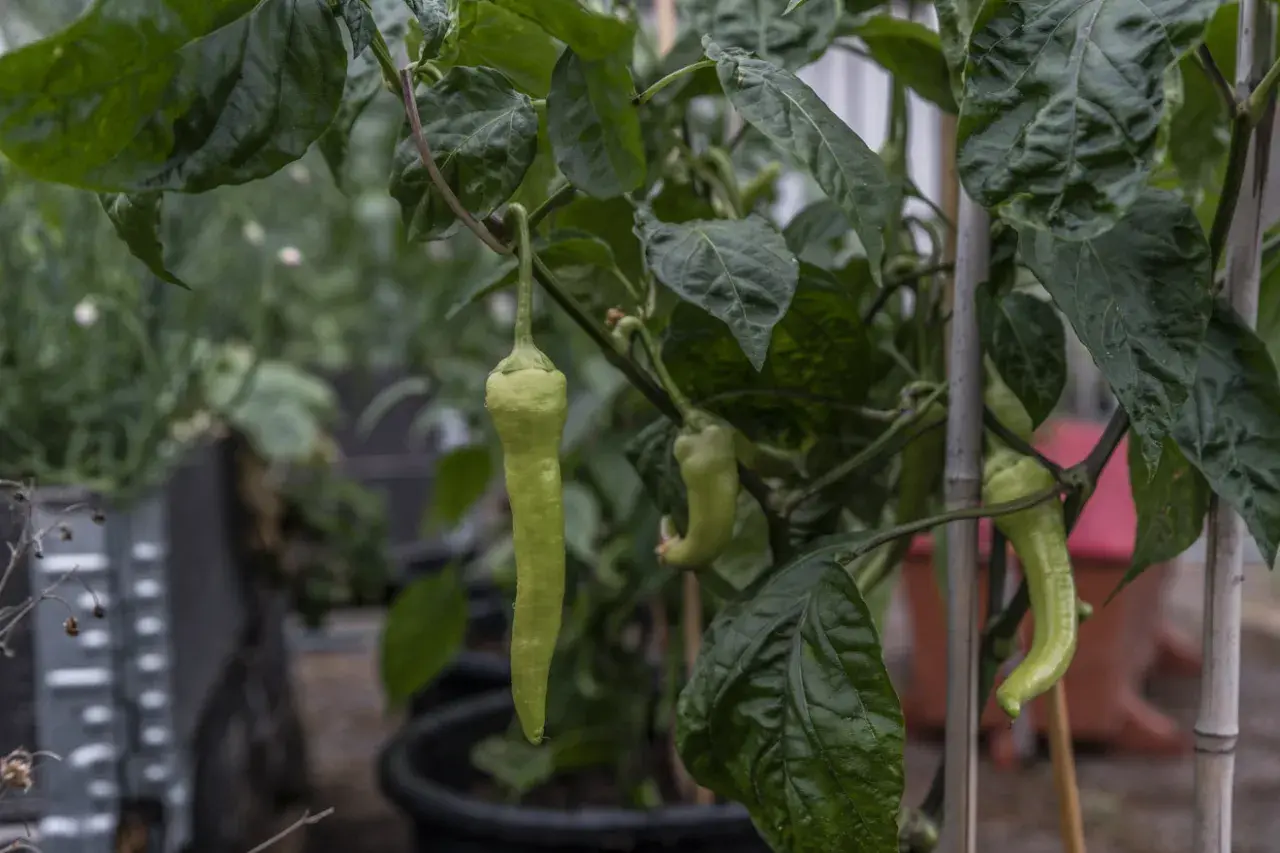 Gröna paprikor hänger från en planta. En lång, ljusgrön paprika är i fokus, redo att toppa paprika-rätten.