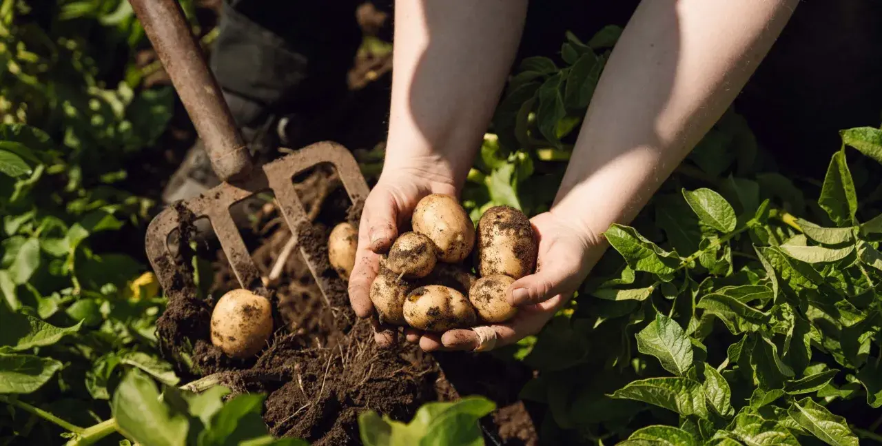 Händer håller nyskördade potatisar ur jorden. En grep ligger bredvid, redo för mer jord till potatis.