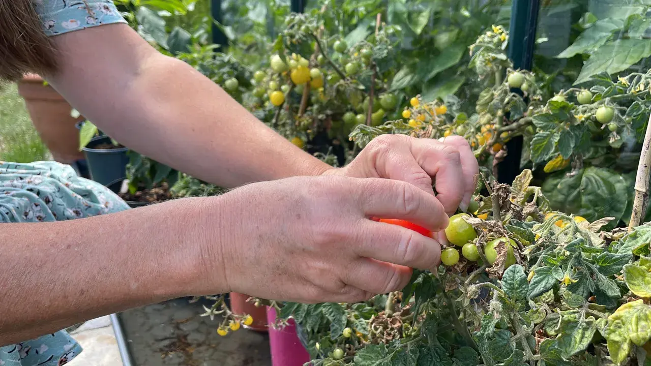 Händer plockar en röd tomat från en planta i växthus. Det är spännande att odla tomater och se dem växa.
