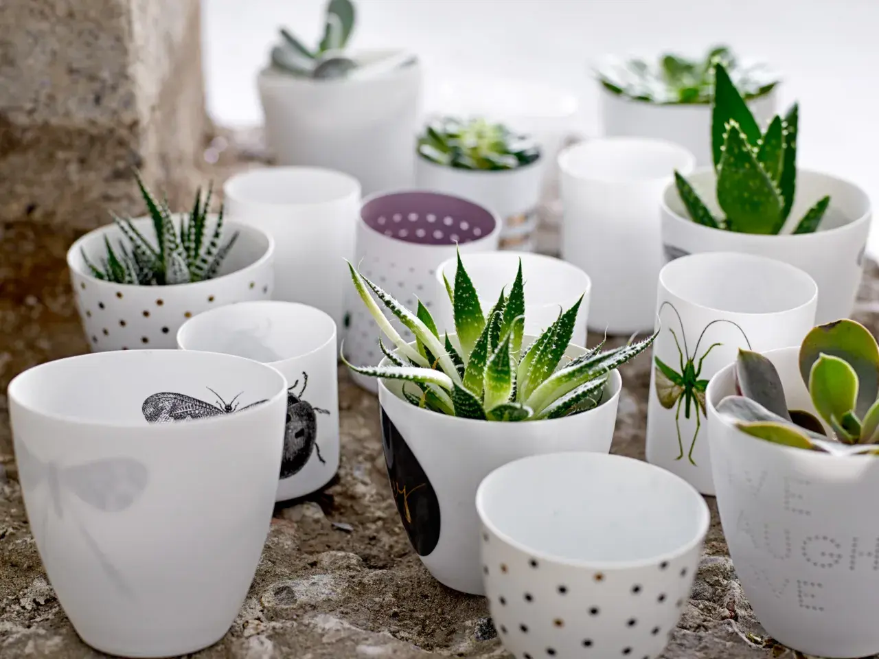En samling vita krukor med olika mönster, inklusive prickar och insekter, som rymmer olika aloe vera sorter och suckulenter.