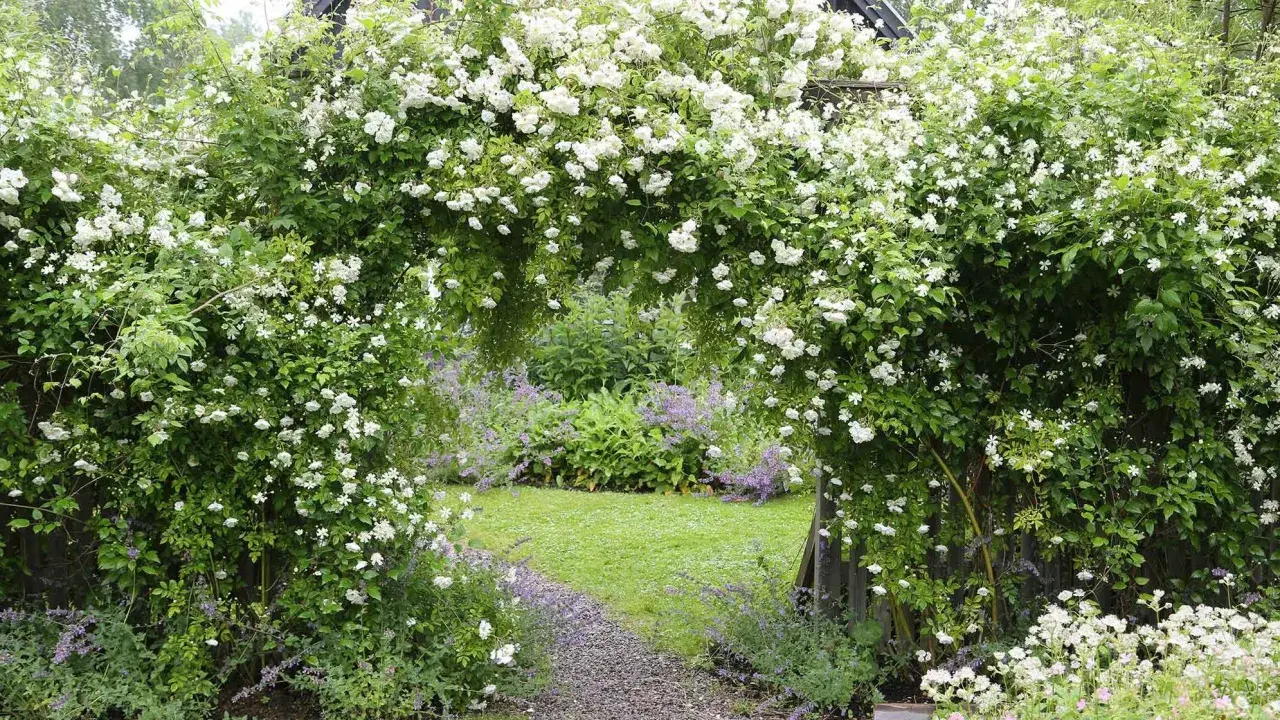 En blomstrande klematis spaljé bildar en grönskande portal till en lummig trädgård med gräsmatta och lila blommor.