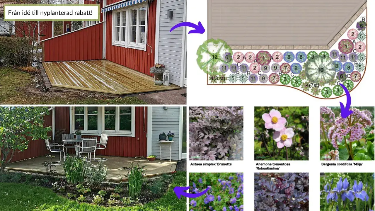 Planteringsskiss visar hur man skapar en vacker rabatt med fleråriga blommor. Från idé till verklighet med olika sorters växter.