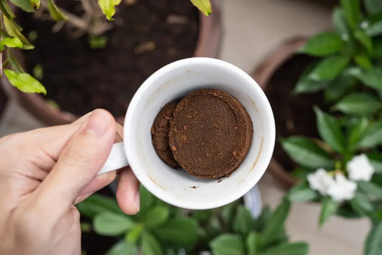En hand håller en vit mugg med två kompakta puckar av kaffesump. Kanske för att ge näring åt hallonbusken i bakgrunden.