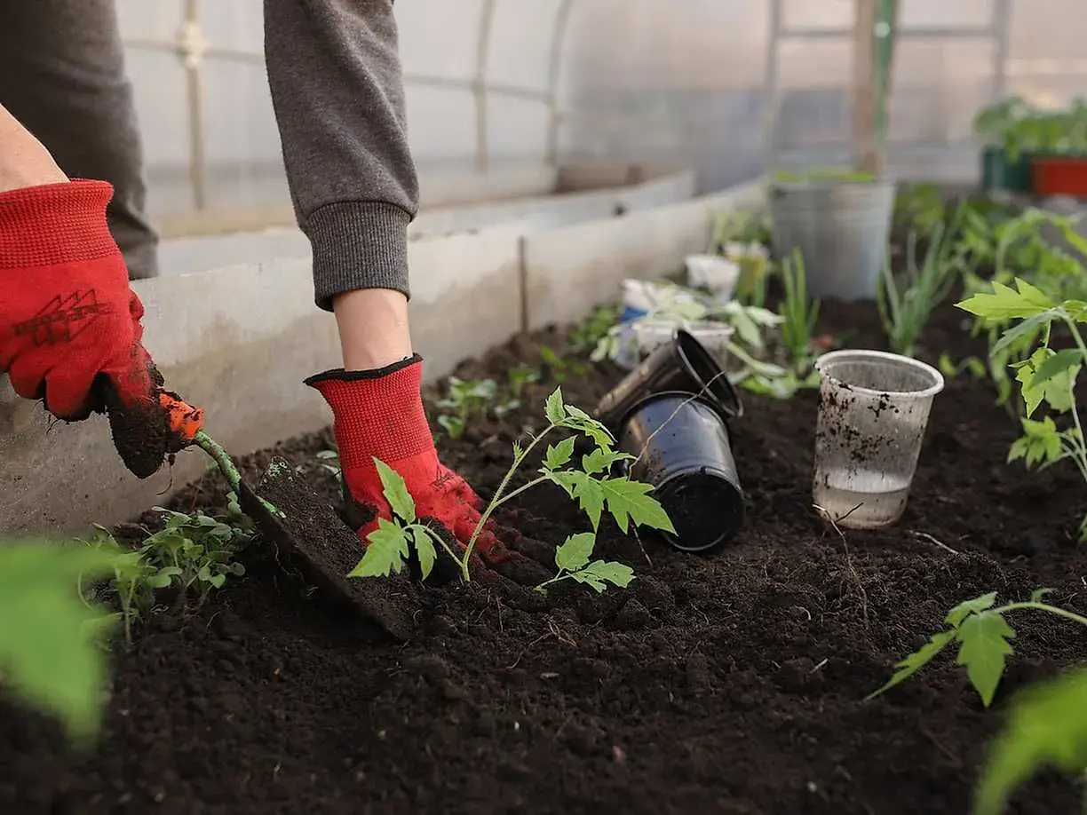 Hand i röd handske planterar tomatplanta i mörk såjord eller planteringsjord i växthus.