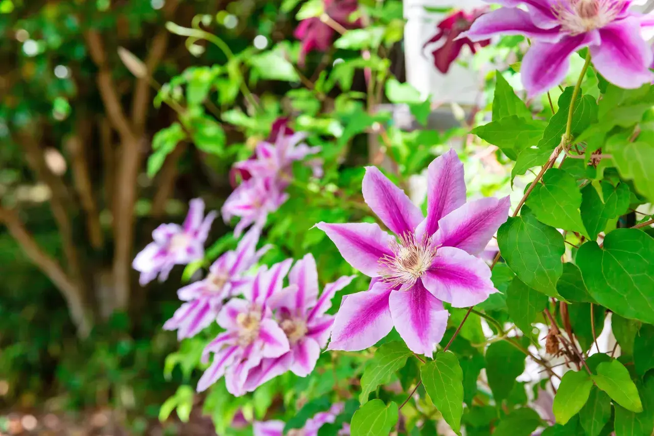 En vacker klematis Piilu med rosa och vita blommor klättrar bland gröna blad.