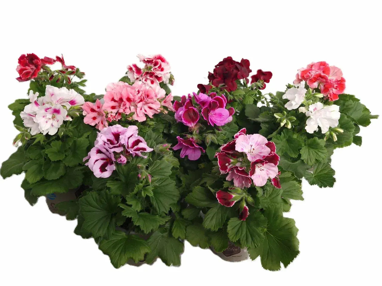En samling vackra engelska pelargoner i olika färger, från djuprött till rosa och vitt, med gröna blad.