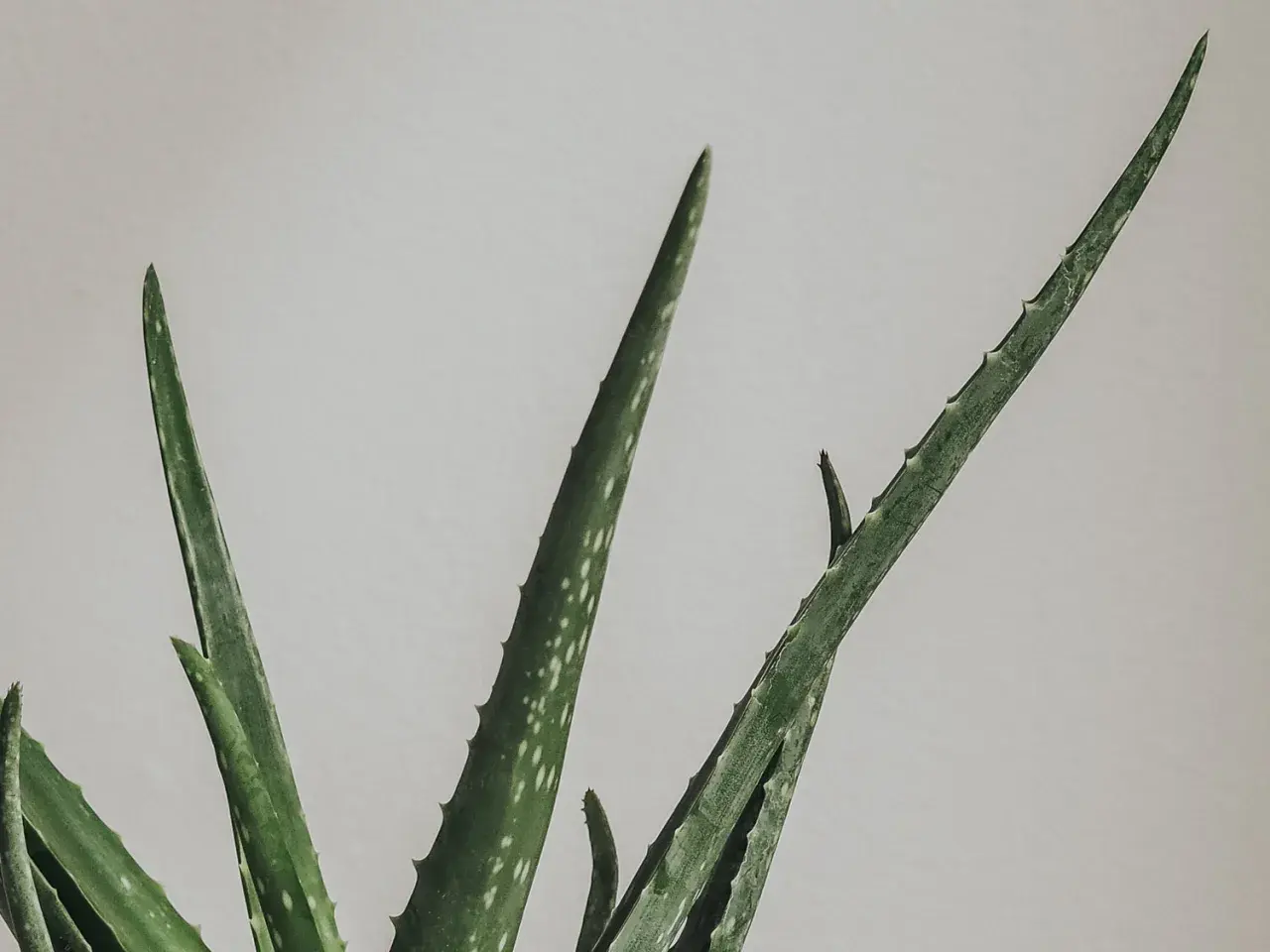Gröna, taggiga blad från en aloe vera-växt mot en ljus bakgrund. En vacker aloe vera blomma som växer.