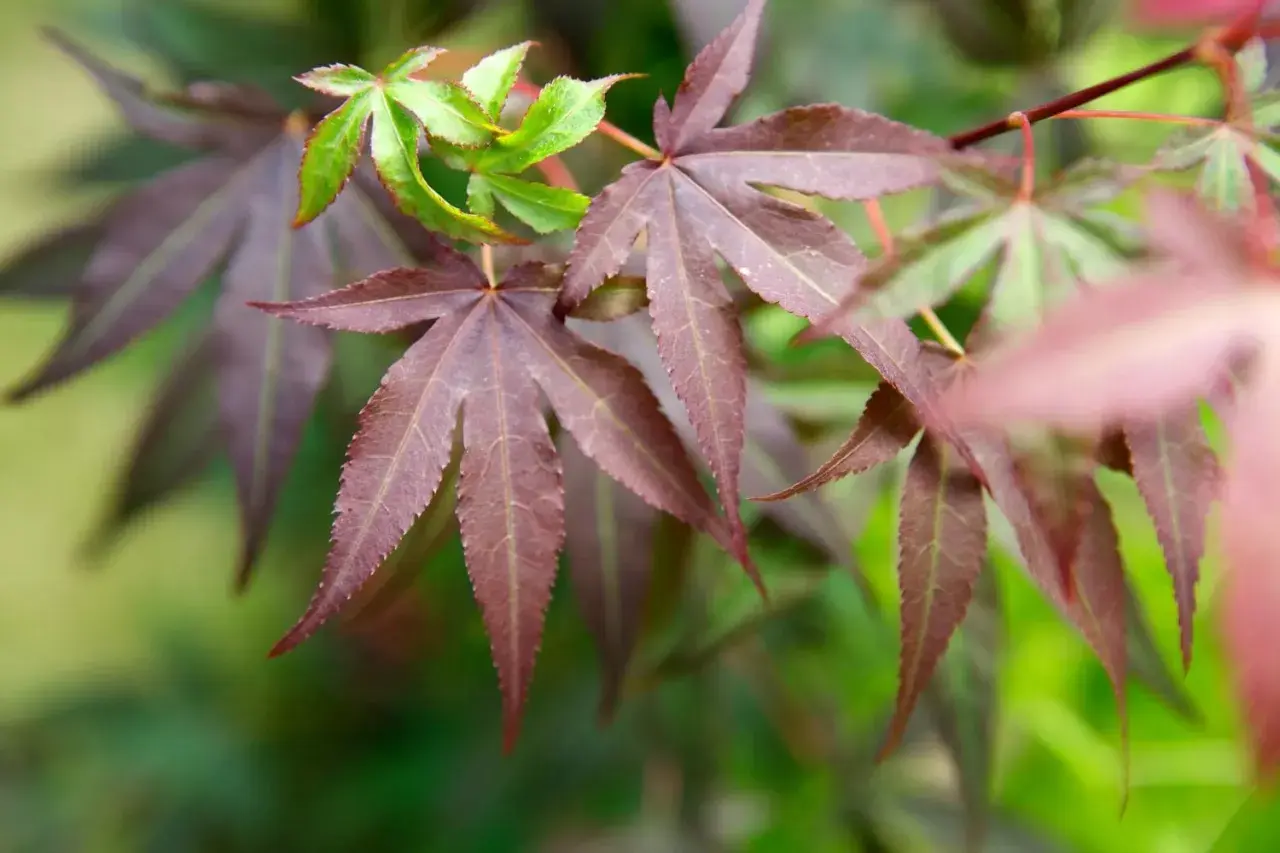 Acer palmatum-löv i mörka nyanser av lila och grönt, med en mjuk bakgrund.