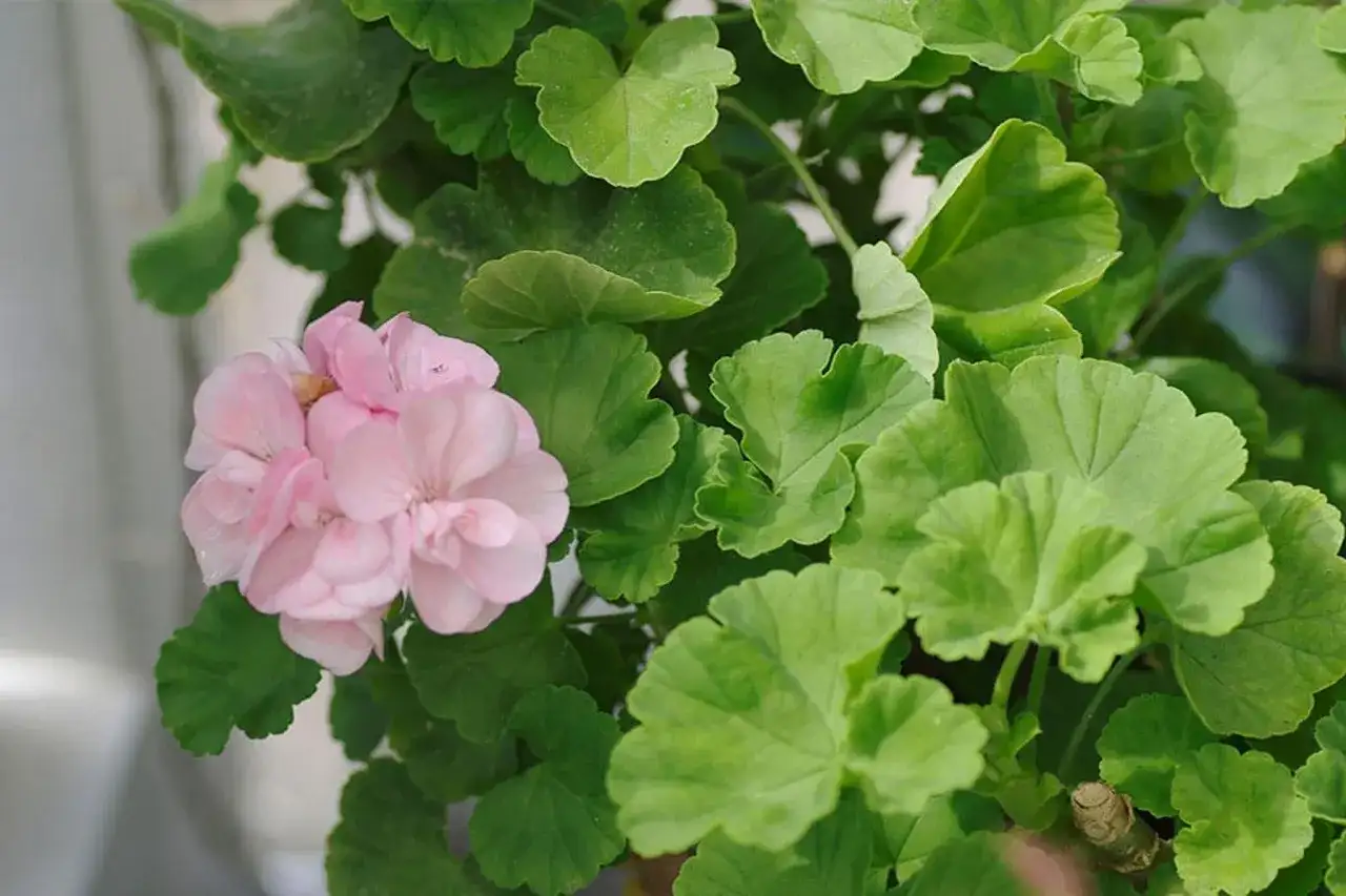 En vacker ljusrosa pelargon utomhus, omgiven av frodiga gröna blad.