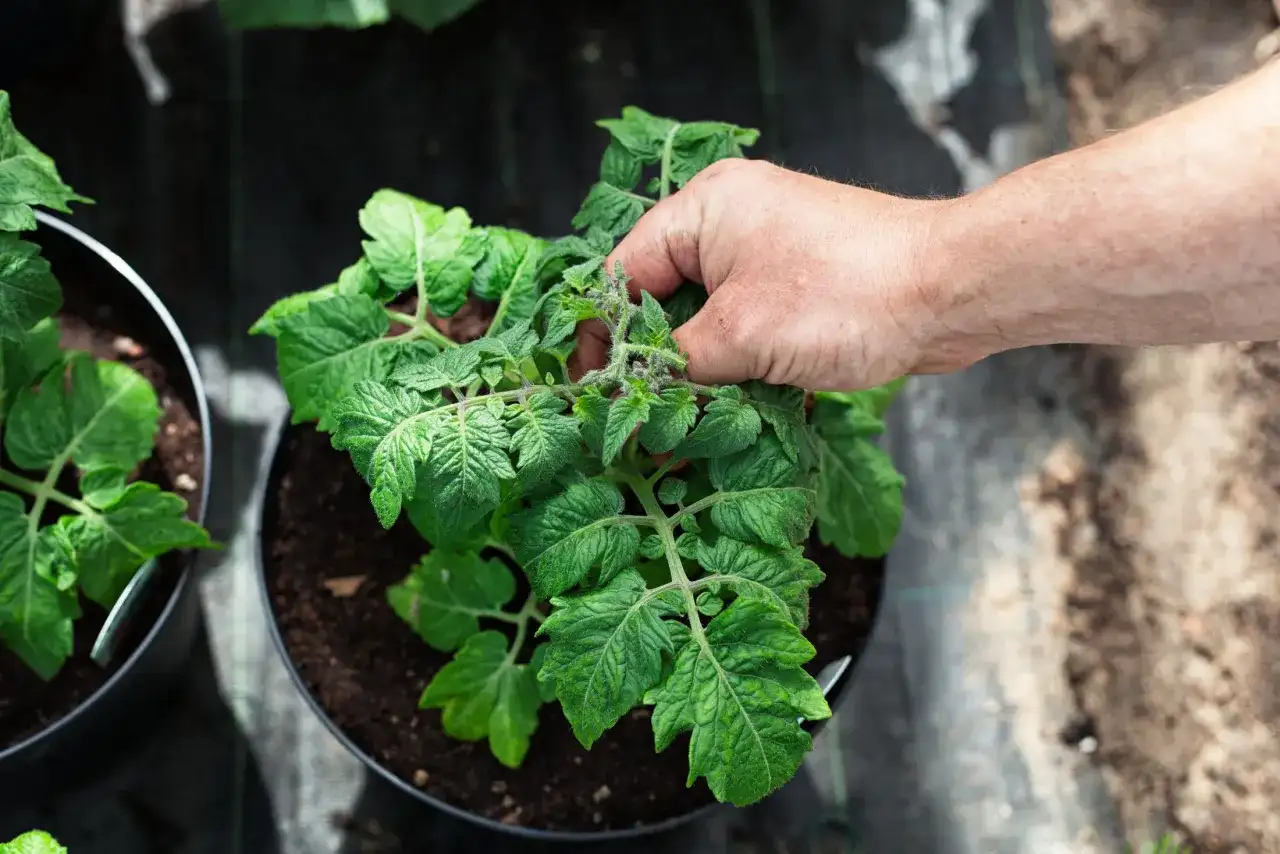 En hand petar på en tomatplanta i kruka. Snart är det dags att tjuva tomater för att få större skörd.