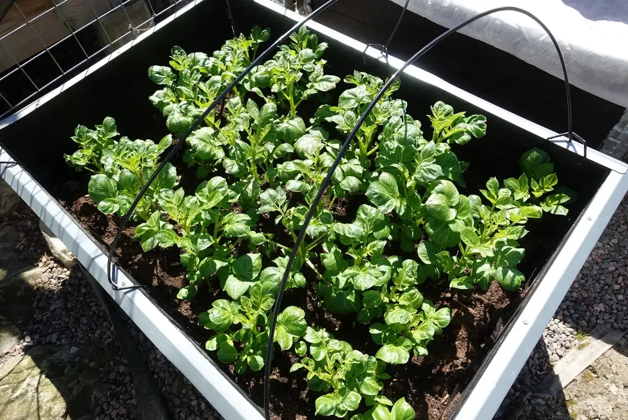 Gröna potatisplantor växer frodigt i en pallkrage, redo för en god skörd.