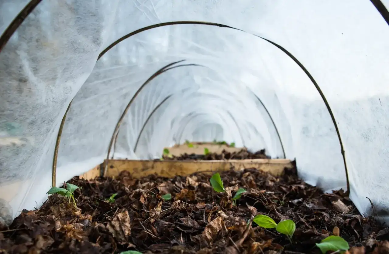 Små plantor spirar i mullrik jord under en tunnel av fiberduk.