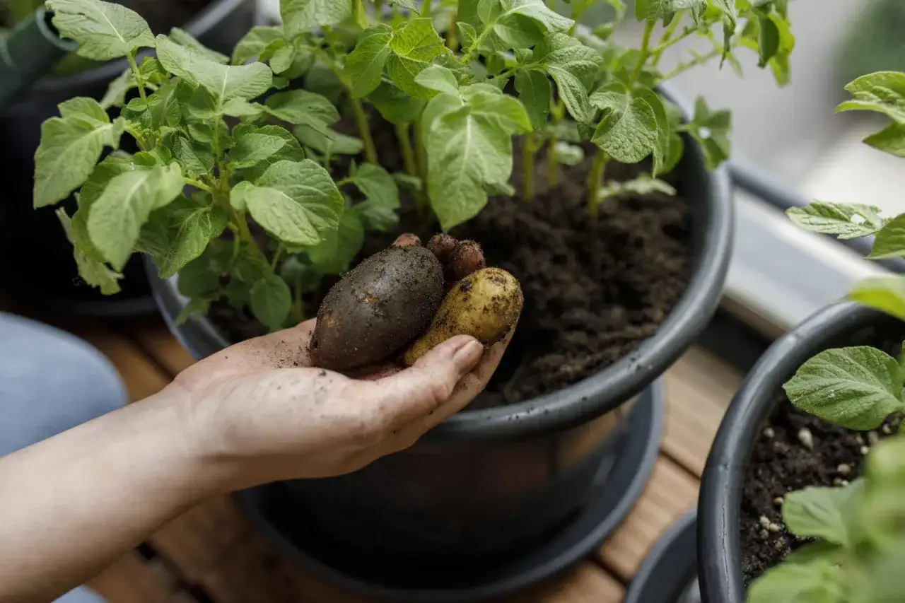 Hand håller nyupptagna potatisar från kruka. Det är spännande att odla potatis på balkongen.