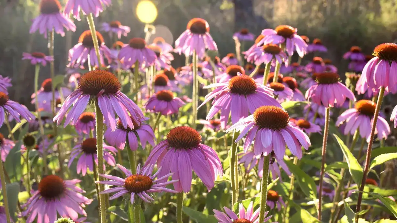 En äng fylld med lila solhatt blommor i solljus. Deras kronblad hänger neråt och de har bruna mittkärnor.