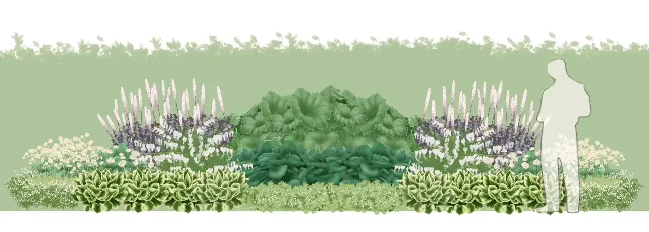 En illustration av en trädgårdsbädd med olika låga perenner, inklusive hosta, astilbe och hjärtansblomma, med en silhuett av en person till höger.