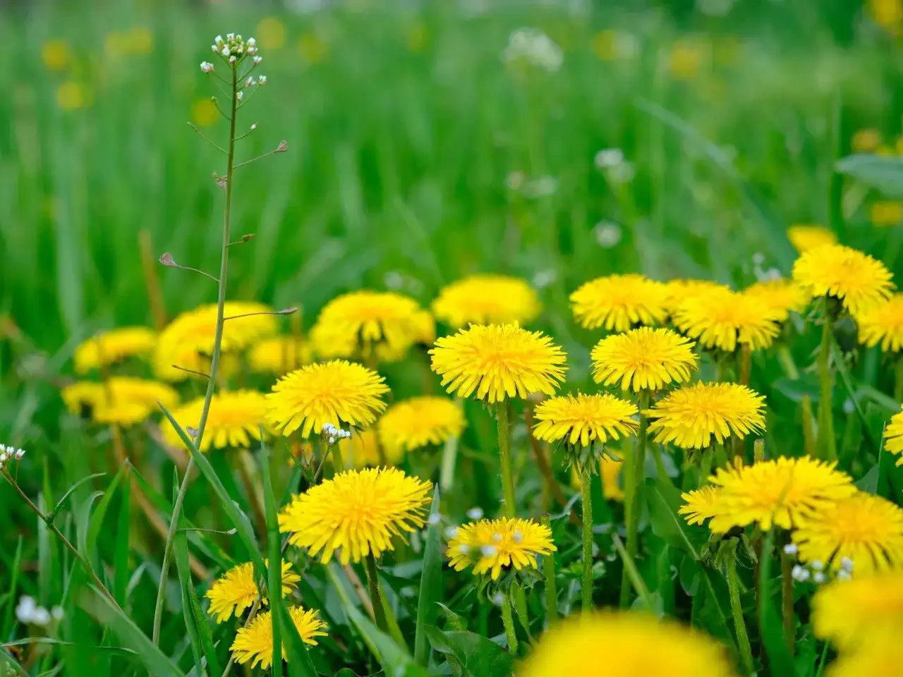 En äng full av gula maskrosor. En liten vit blomma står i förgrunden, som en påminnelse om att det är dags att få bort maskrosor.