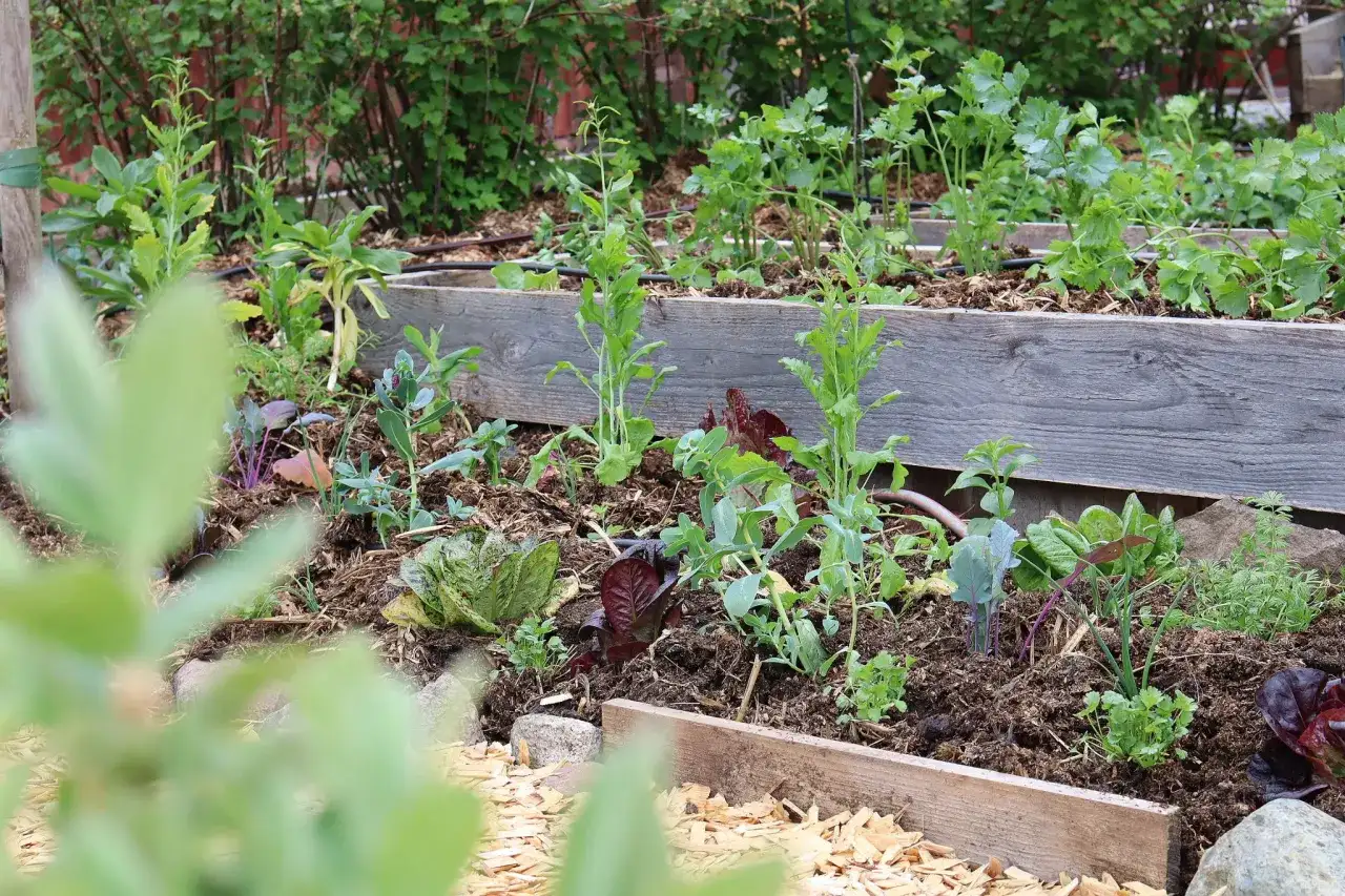 En samplantering tabell med sallat, kål och örter i en upphöjd bädd.