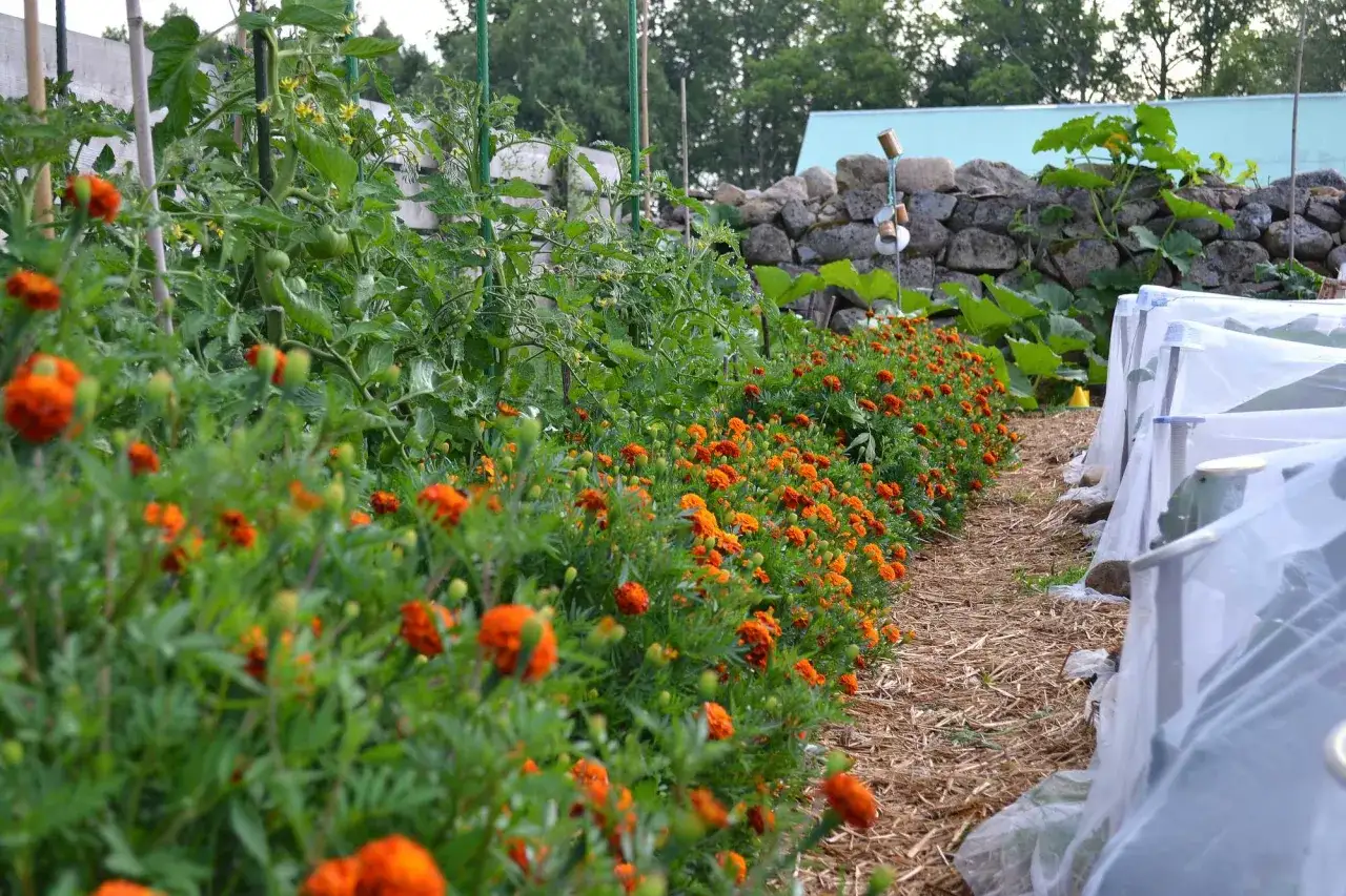 En rad med orange blommor kantas av tomatplantor som v&auml;ntar p&aring; att plantera ut.
