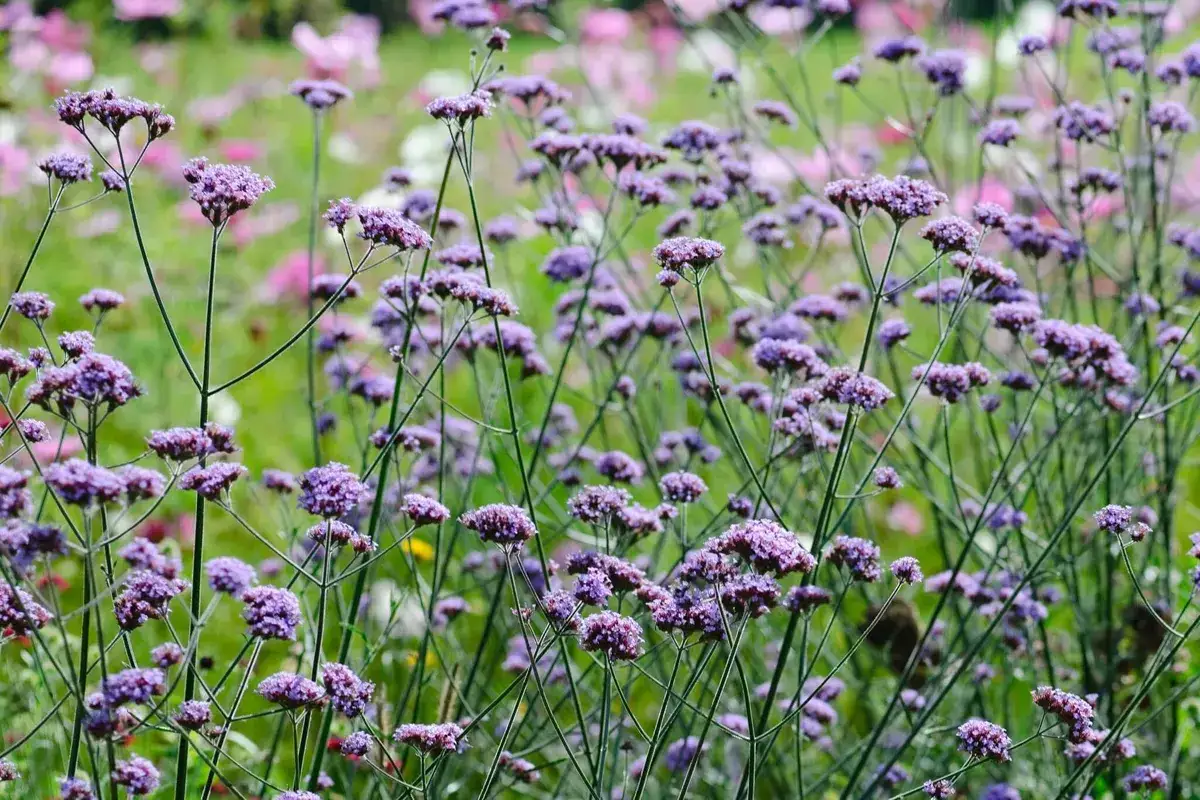 En &auml;ng fylld med lila verbena perenn blommor som svajar i vinden. Bakgrunden &auml;r suddig med rosa och vita blommor.