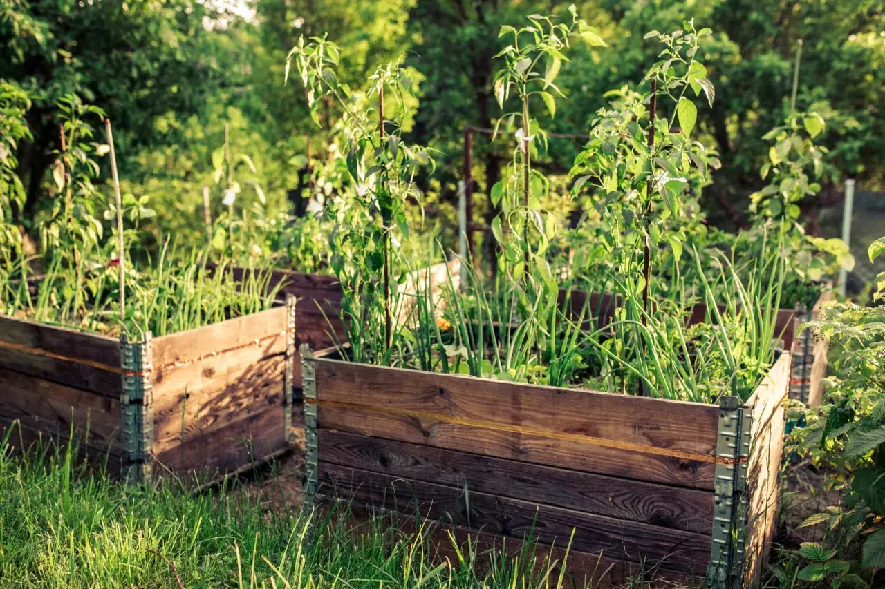 Tr&auml;dg&aring;rdsland med pallkragar fyllda med gr&ouml;nsaker. Solen lyser p&aring; v&auml;xterna, som l&ouml;k och h&ouml;ga plantor. Fr&aring;gan om hur mycket jord i en pallkrage &auml;r relevant f&ouml;r att f&aring; frodiga gr&ouml;dor.