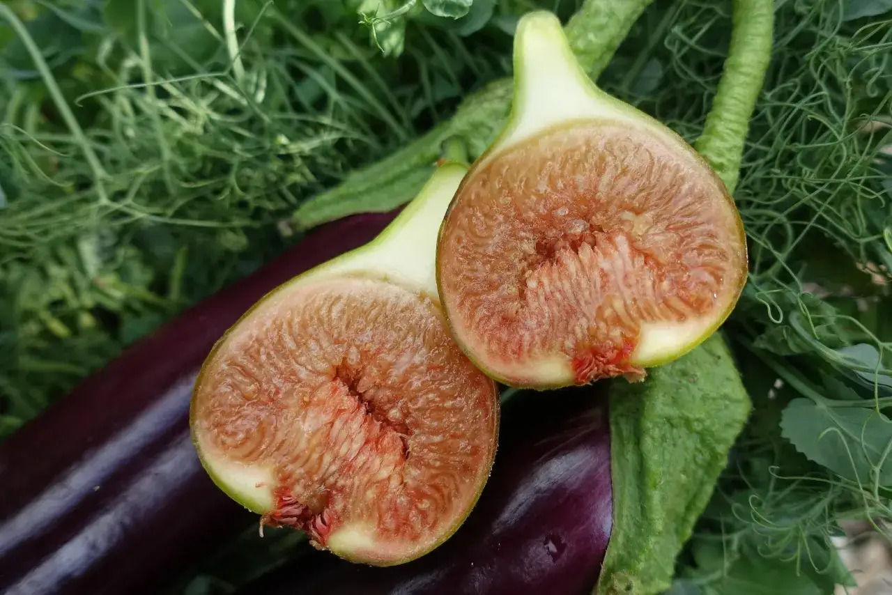 Tv&aring; halverade fikon med saftigt, r&ouml;tt fruktk&ouml;tt ligger p&aring; en m&ouml;rklila aubergine bland gr&ouml;na blad. En lyckad sk&ouml;rd att odla fikon i Sverige!