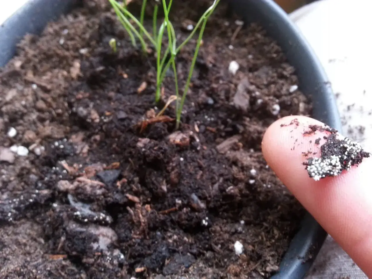 En finger visar jord med sm&aring; vita prickar i jorden, d&auml;r nya skott b&ouml;rjar v&auml;xa.