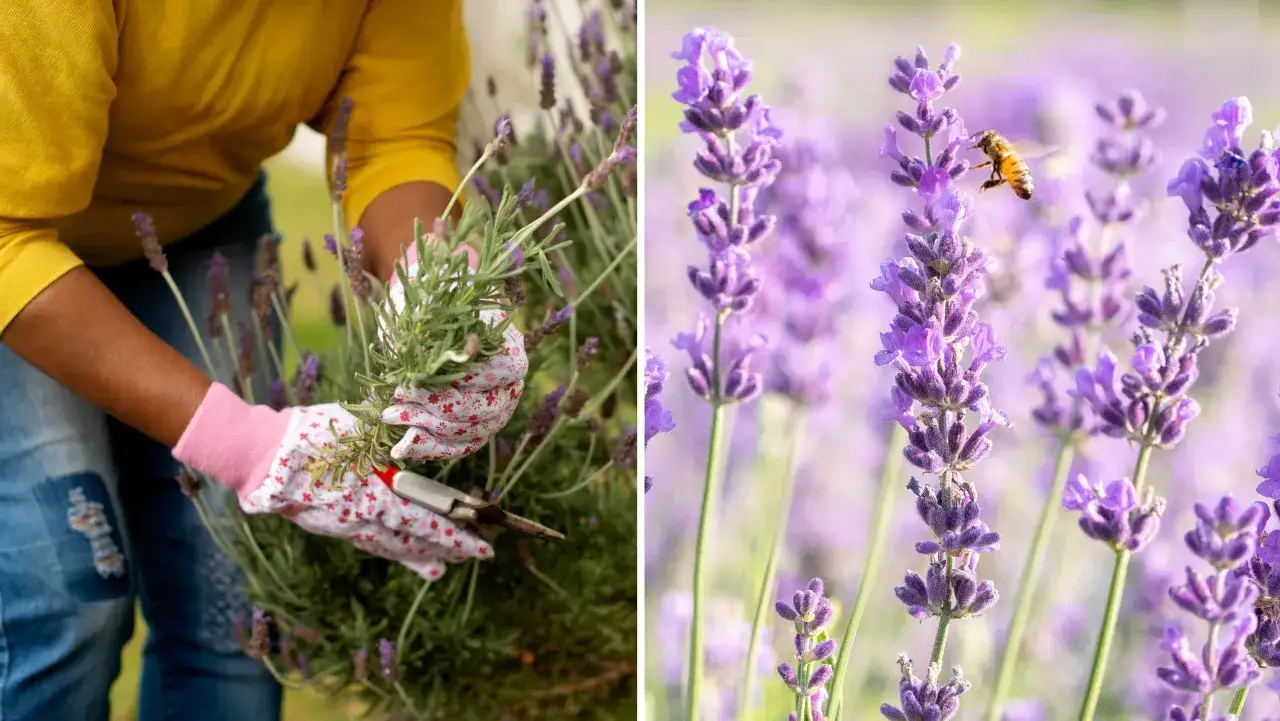 En person med blomstrande handskar klipper lavendel. En bi surrar bland lila lavendelblommor i solskenet.