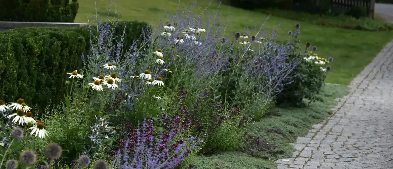 En vacker rabatt med vita echinaceablommor och lila perenner. En perfekt plats att plantera hortensia i.