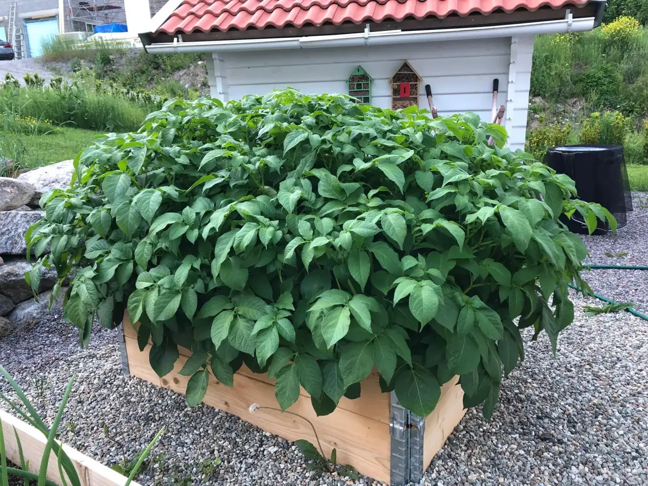 En stor, frodig planta av potatis växer i en träkista. Det ser ut att vara en bra skörd på gång!