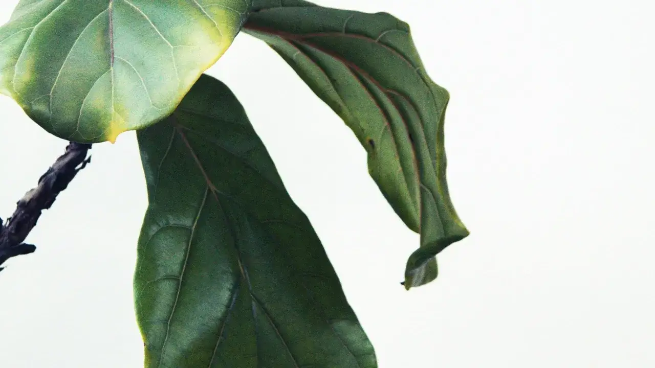 En porslinsblomma med skrumpna blad som h&auml;nger ner. Bladen &auml;r m&ouml;rkgr&ouml;na med tydliga &aring;dror.