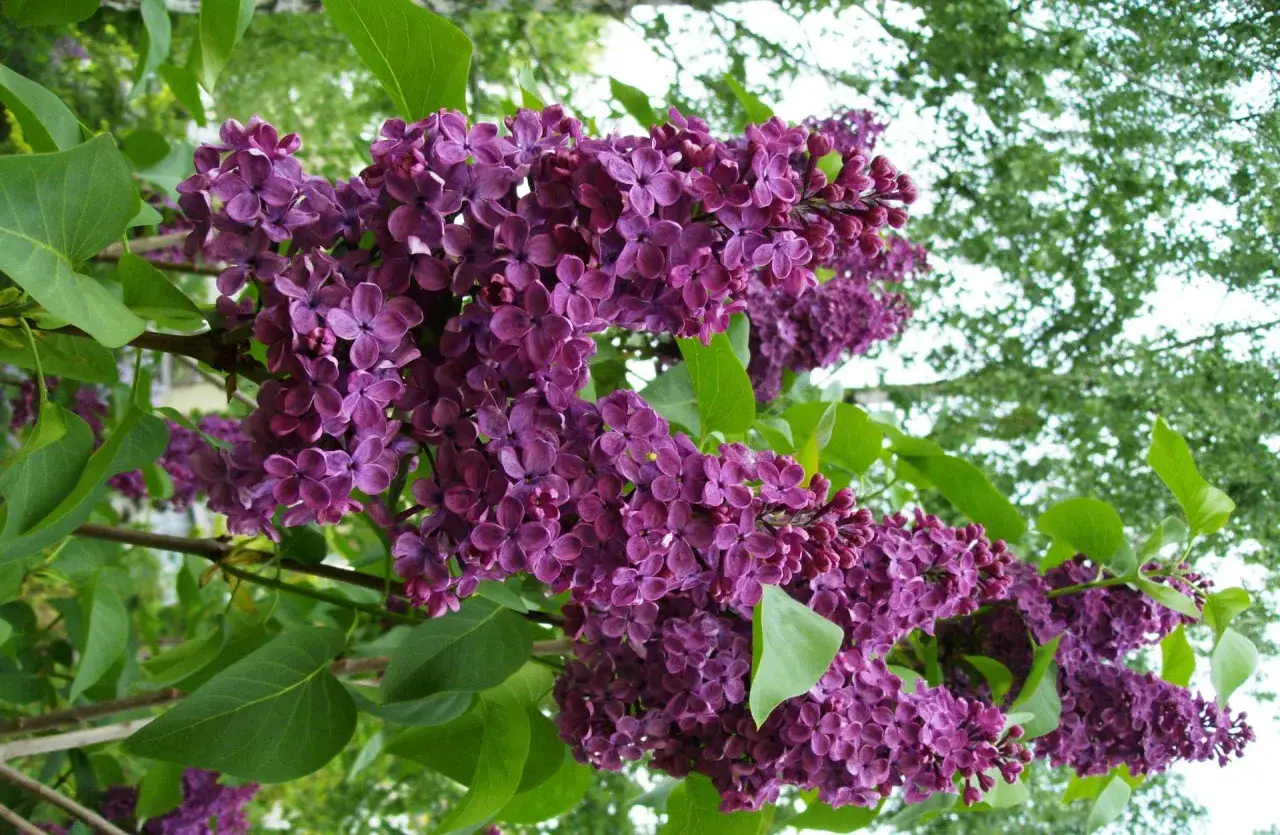 En uppstammad syrenbuske blommar med rikliga, lila klasar mot en bakgrund av gr&ouml;na blad och ljus himmel.