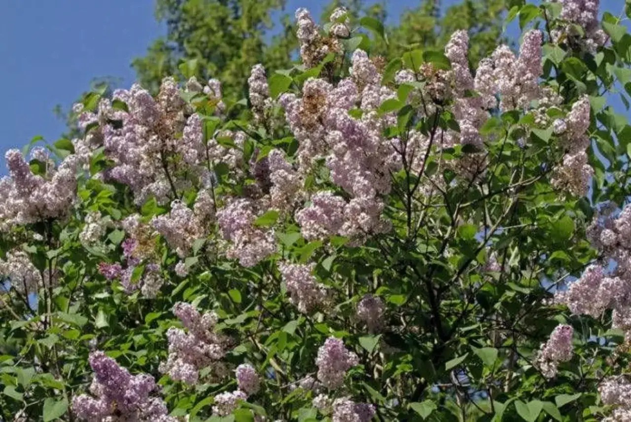En buske med lila syrenblommor, Syringa vulgaris, blommar frodigt mot en blå himmel.