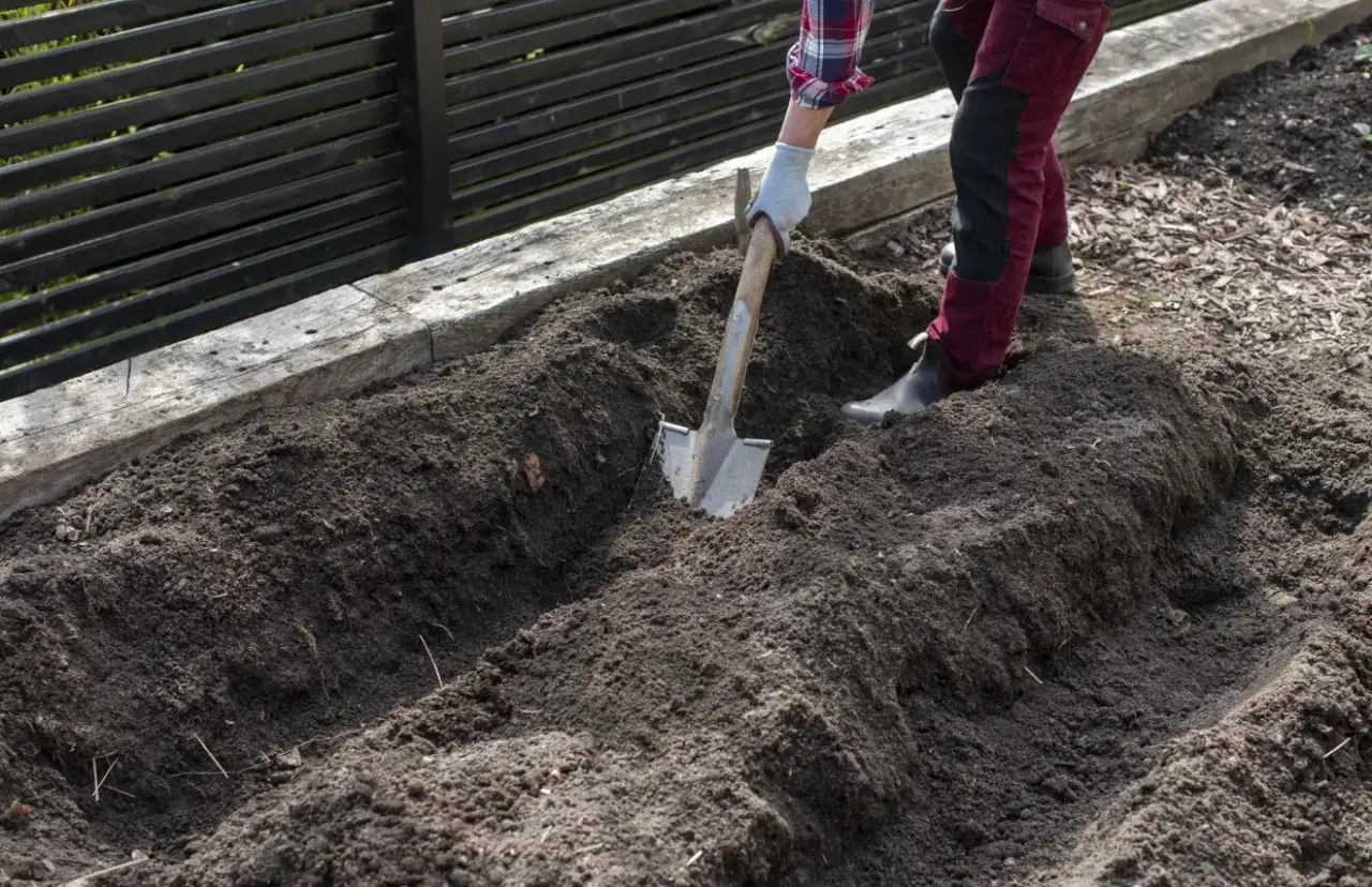 Förbereder jorden för sparris plantor. En spade gräver i den mörka jorden i en upphöjd bädd.