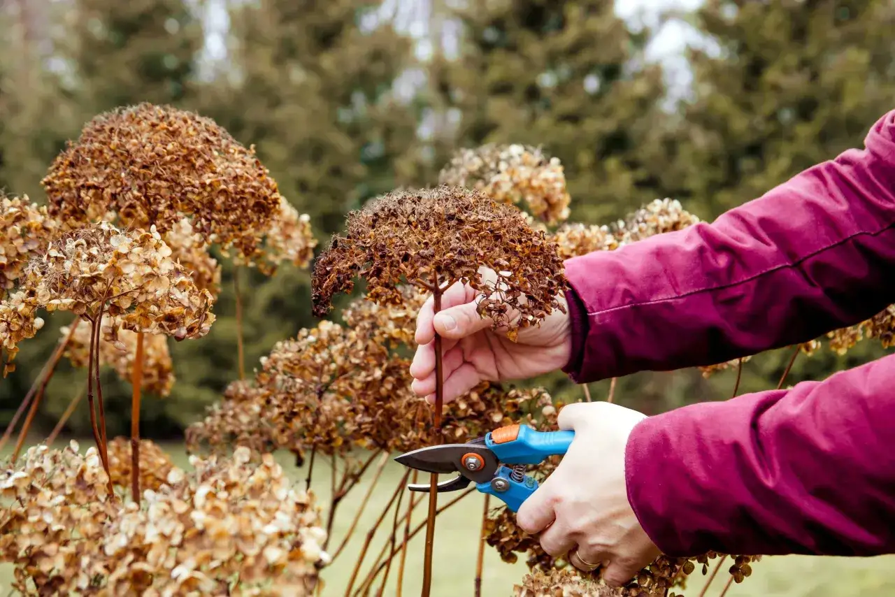H&auml;nder klipper en vissnad vipphortensia p&aring; stam.