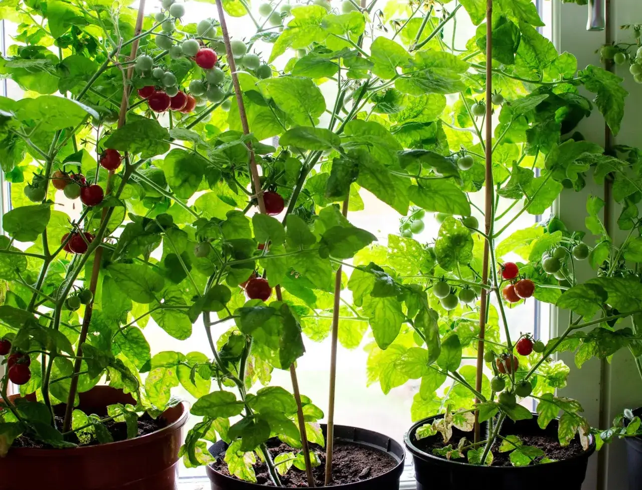 Tomatplantor i krukor vid f&ouml;nstret, med b&aring;de gr&ouml;na och r&ouml;da tomater. En h&auml;rlig syn av s&aring; tomater i januari!