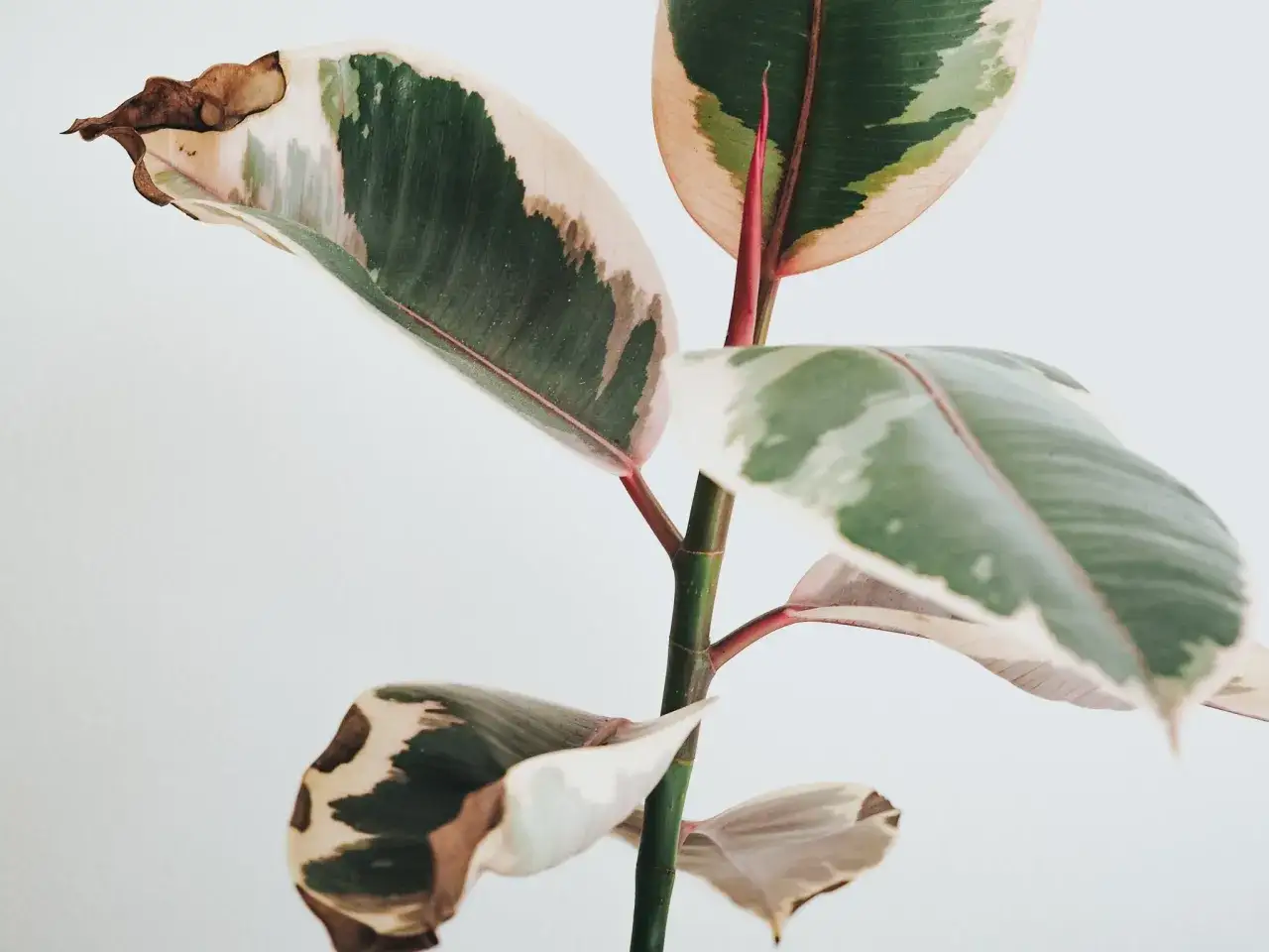 Fikus med gr&ouml;na, vita och rosa blad. Vissa blad har bruna prickar och torra kanter.
