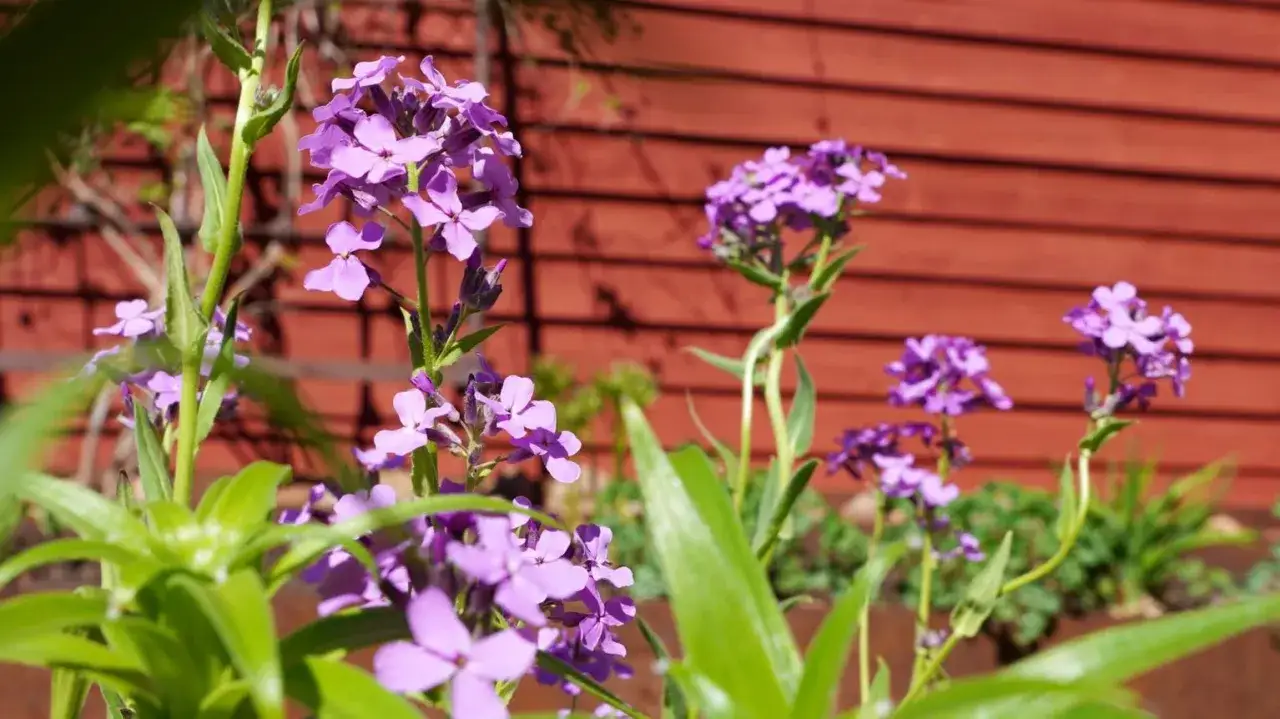 Lila malva blomma blommar i solljus framför en röd trävägg.