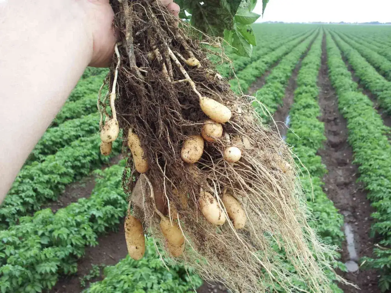 En hand h&aring;ller upp en rot med f&auml;rska potatisar, uppgr&auml;vda ur den b&ouml;rdiga jorden till potatis. I bakgrunden syns en stor potatis&aring;ker.