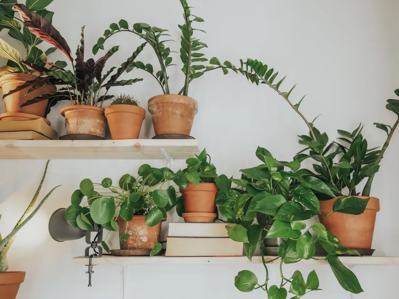 Flera krukv&auml;xter, inklusive en aloe vera, p&aring; hyllor.
