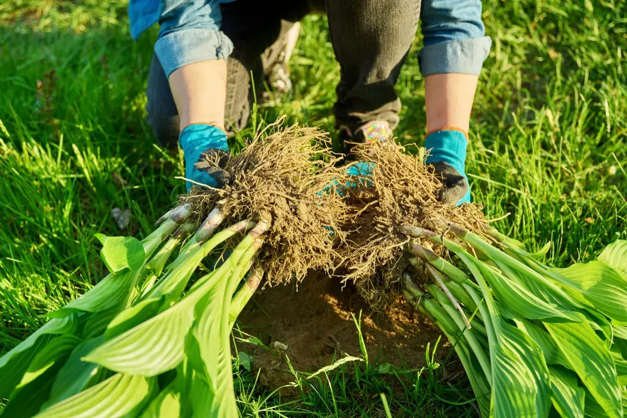 Hosta-plantor med rotklumpar redo att dela perenner.