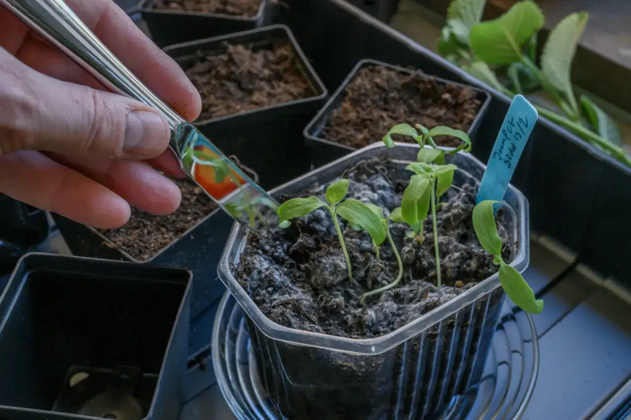 En hand anv&auml;nder en kniv f&ouml;r att f&ouml;rsiktigt luckra upp s&aring;jord eller planteringsjord runt sm&aring; plantor i en plastbeh&aring;llare.