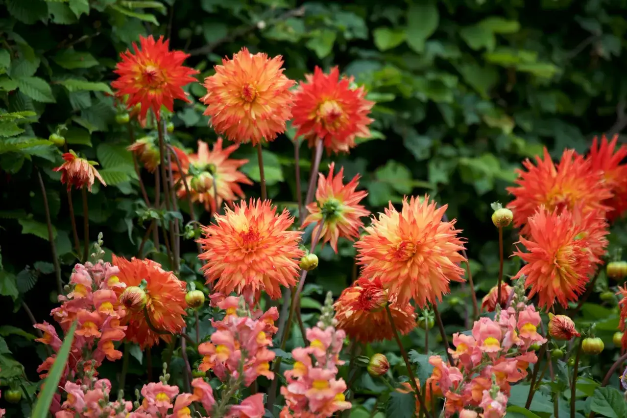 F&auml;rgglada dahlia i orange och r&ouml;tt blommar i en tr&auml;dg&aring;rd. Plantera dahlia f&ouml;r en f&auml;rgexplosion.