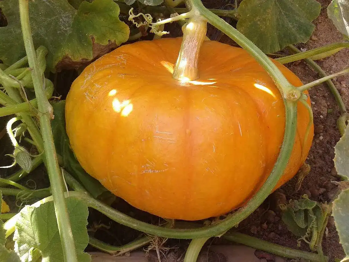 En vacker, mogen pumpa v&auml;xer frodigt. Det &auml;r fullt m&ouml;jligt att odla pumpa i kruka och f&aring; ett s&aring;dant h&auml;r fint resultat.