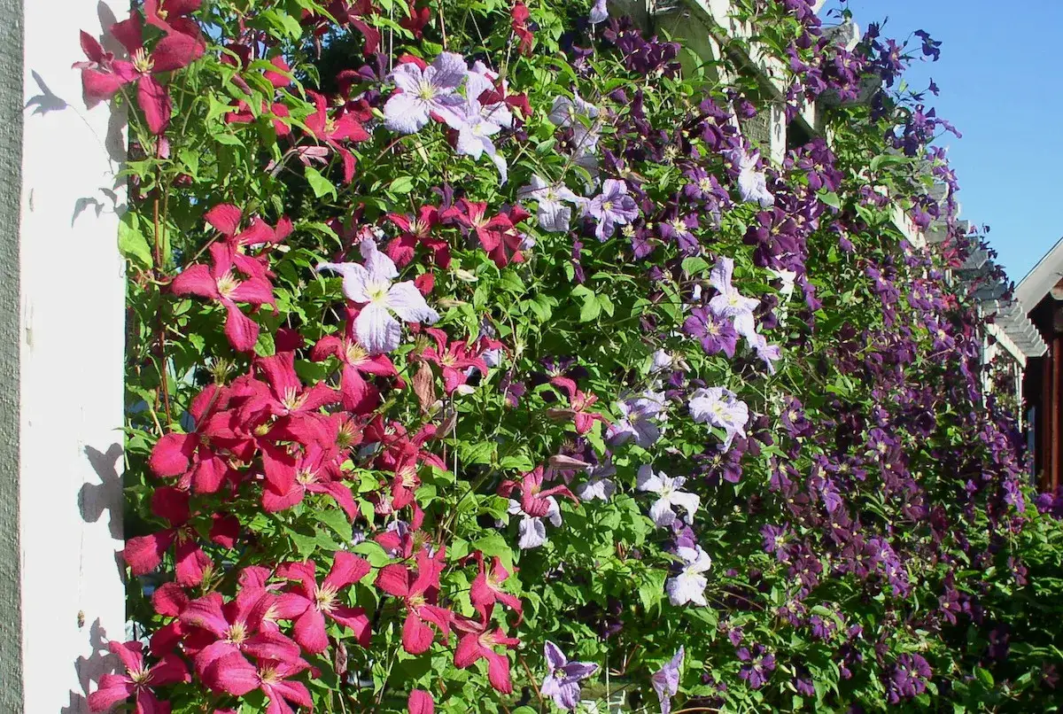 En frodig klematis spalje med blommor i lila och rosa nyanser klättrar mot en blå himmel.