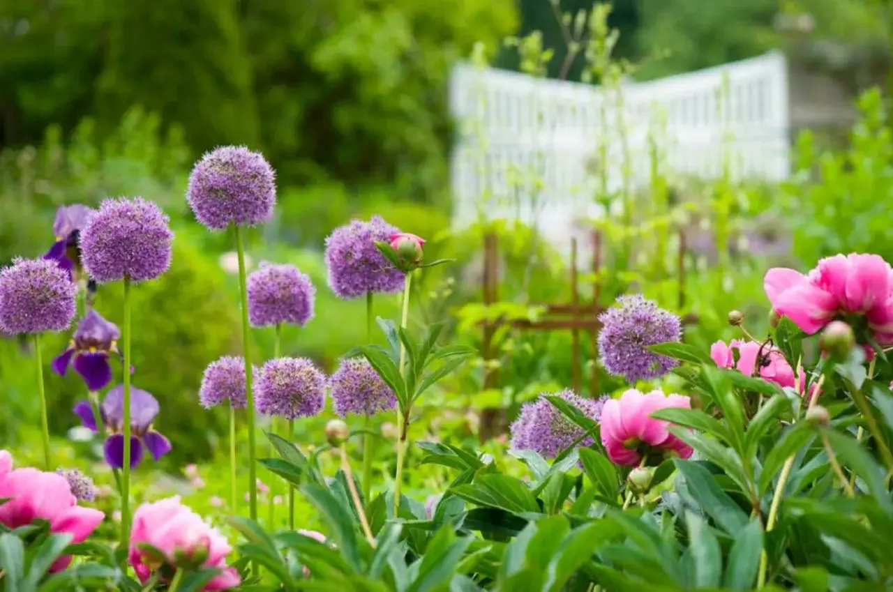 En lummig tr&auml;dg&aring;rd med lila allium-blommor och rosa pioner i f&ouml;rgrunden. I bakgrunden skymtar en vit spalj&eacute;.