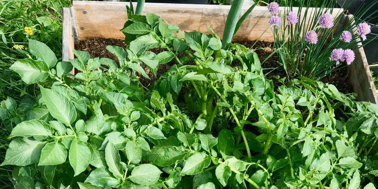 Gröna potatisplantor växer frodigt i en pallkrage, med lila gräslöksblommor i bakgrunden. Snart är det dags för en härlig skörd av swift potatis.